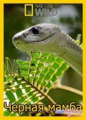 ������ ����� (2014)