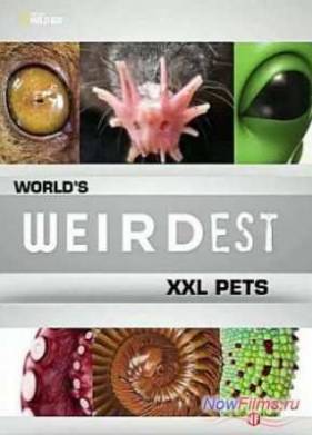 ����� �������� � ���� �������: XXL (2013)