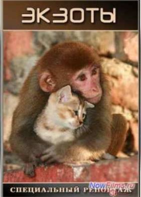 ����������� ��������. ������ (2013)